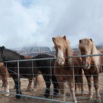 fotogalera-islandia-caballos